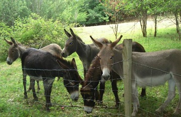 Tiere auf dem Gelände
