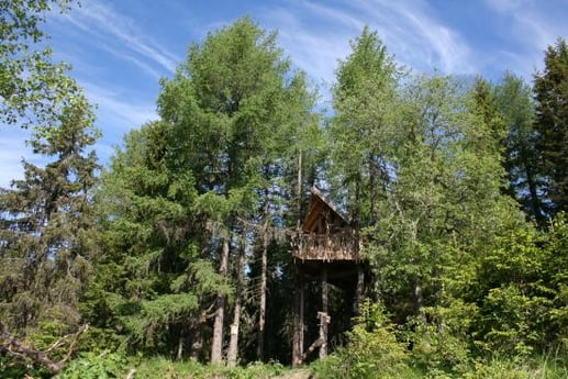 Perfect tree house location