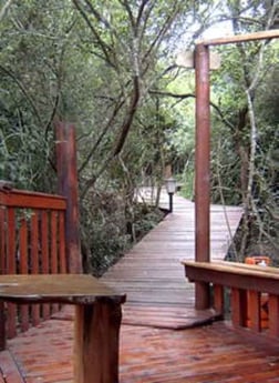The pathway leading to the treehouse