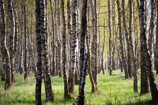 Birch forest
