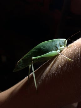 Treehouse grasshopper.