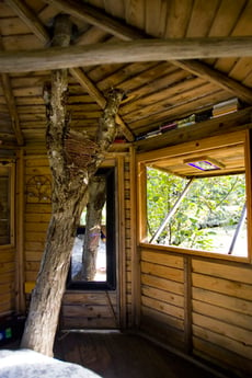 Living tree - 100 year old walnut tree
