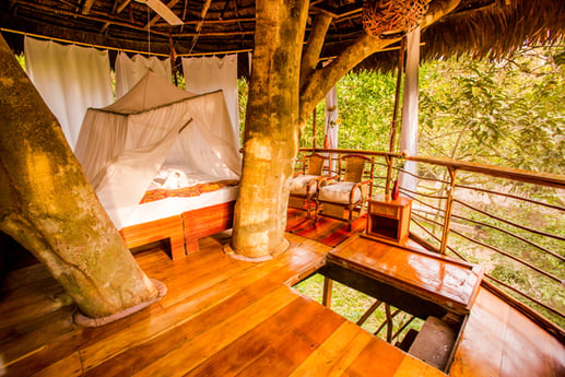 Treehouse Room