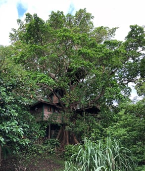 Welcome to the Utila Treehouse, a hand-crafted work of art in a beautiful fig tree.