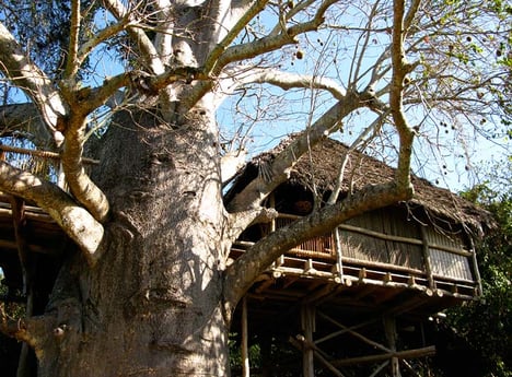 Tree house in baobab tree
